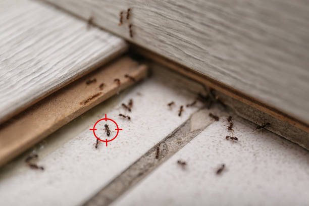 Trusted Walnut, IL Pest Control Experts