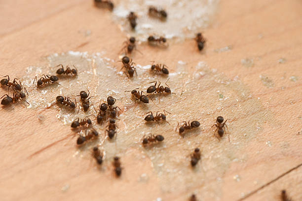 Best Wasp Removal Services  in Walnut, IL
