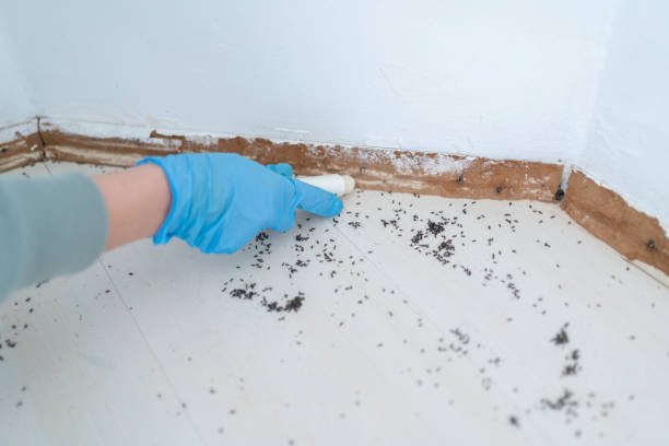 Best Flea Control Services  in Walnut, IL